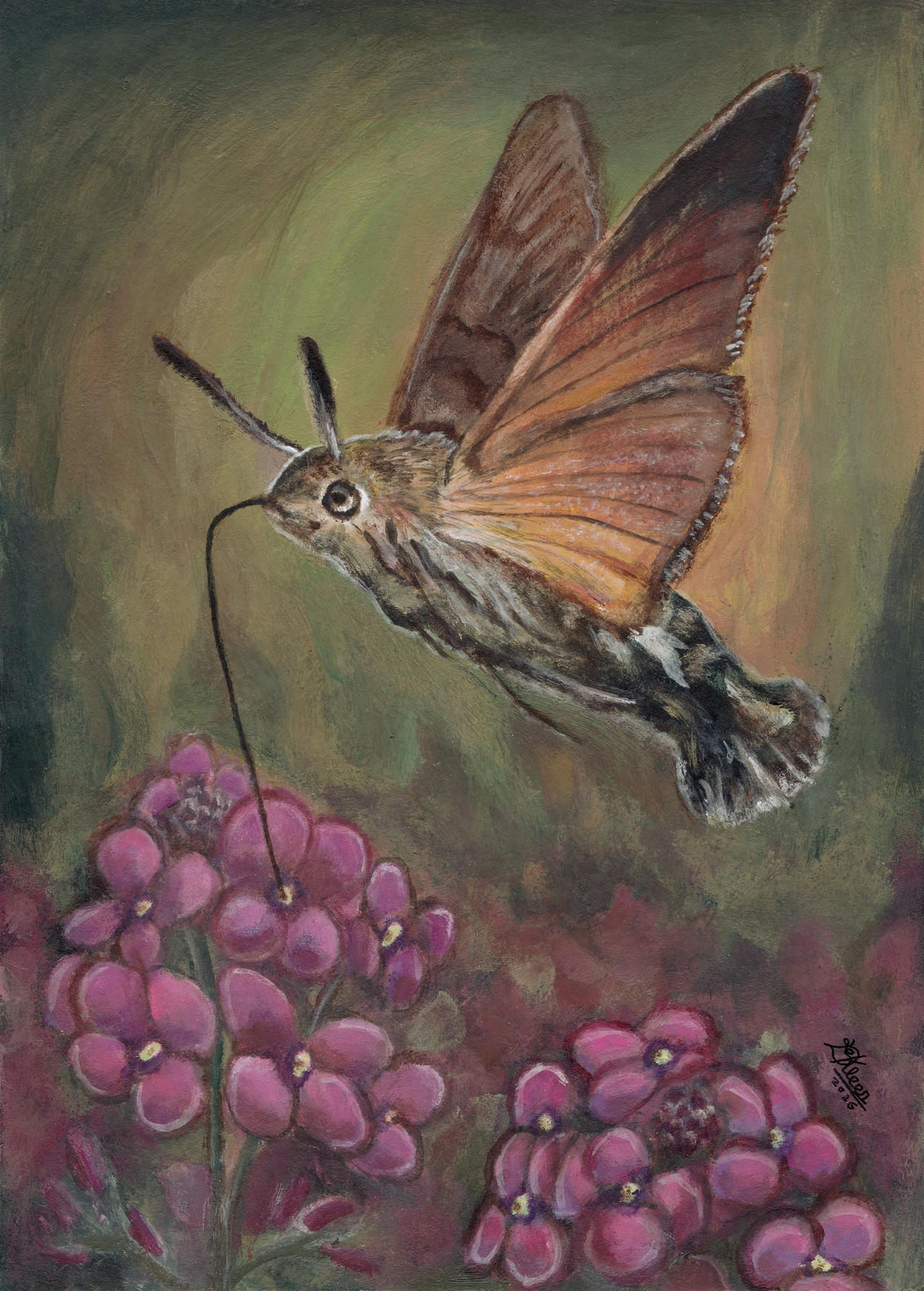 Hummingbird Hawk Moth