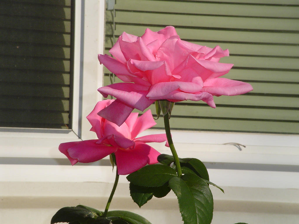 Pink Roses Creations Pink Roses by PrincessofdarknessX6 on DeviantArt