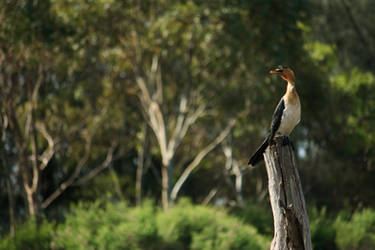 Creek bird.