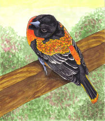 Oriole for Grandpa