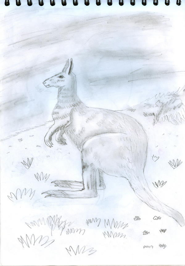 Kangaroo