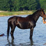 Horse Love Is True Love