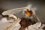 Moth by ELKAPL