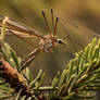 Tipula sp.