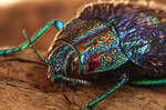 Jewel beetle by ELKAPL