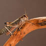 LOCUST