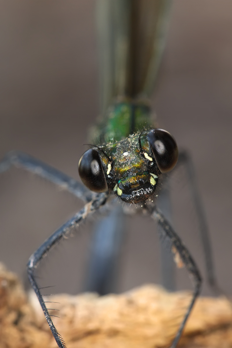 Beautiful Demoiselle