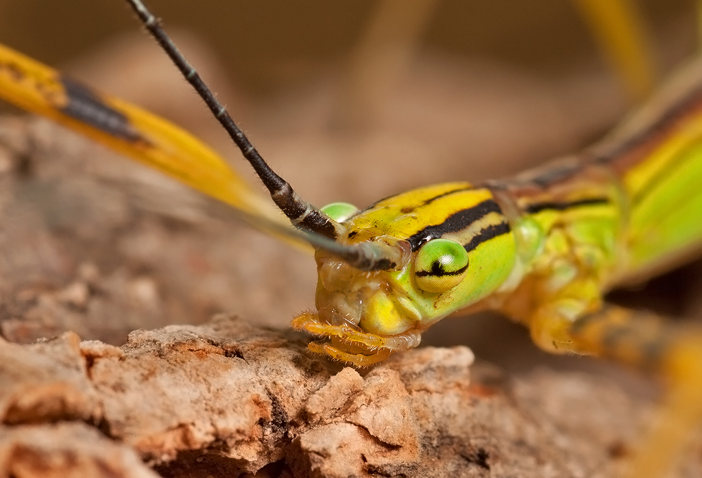 Stick Insect