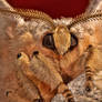 Chinese Tasar Moth