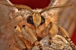 Chinese Tasar Moth by ELKAPL