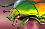 Flower Beetle by ELKAPL