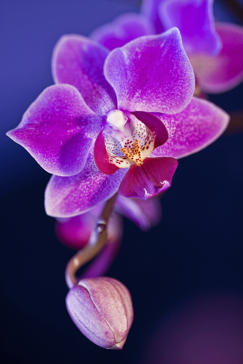 ORCHID