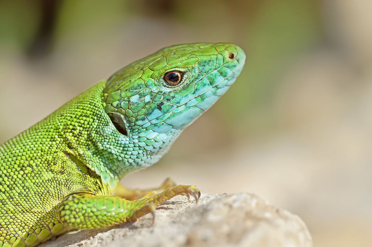 GREEN LIZARD