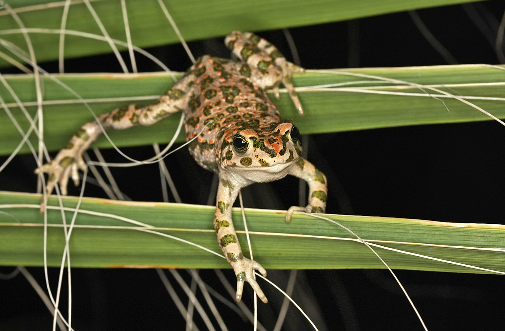 TOAD