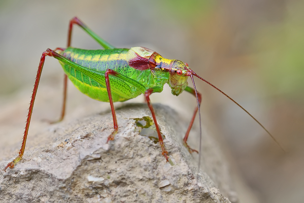 GRASSHOPPER by ELKAPL GRASSHOPPER by ELKAPL
