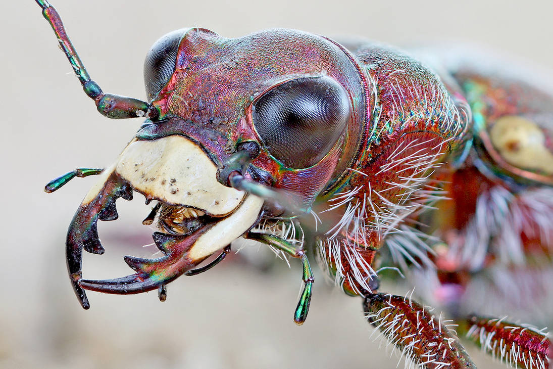 Страшный мир насекомых. Каракатица Жук. Жук Горбатка. Самые мерзкие насекомые планеты. Фасеточные глаза у Жуков.