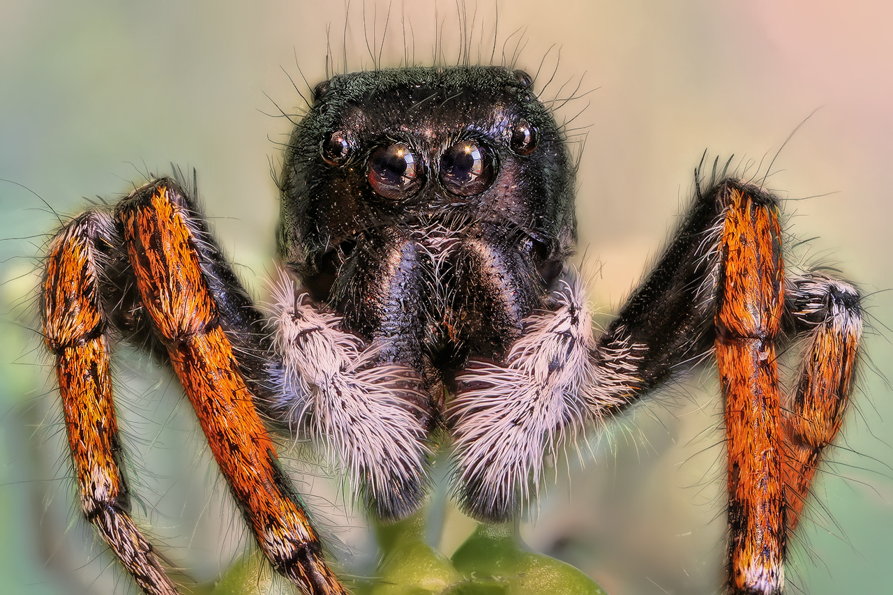 JUMPING SPIDER