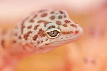 GECKO