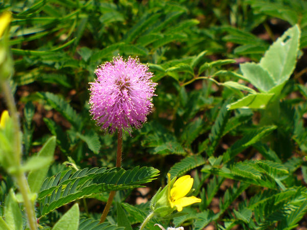 Purple Cloud