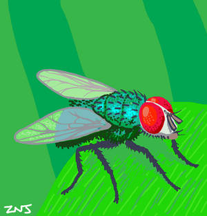 Fly on the Draw Something app