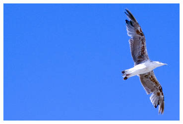 Jonathan Livingston Seagull