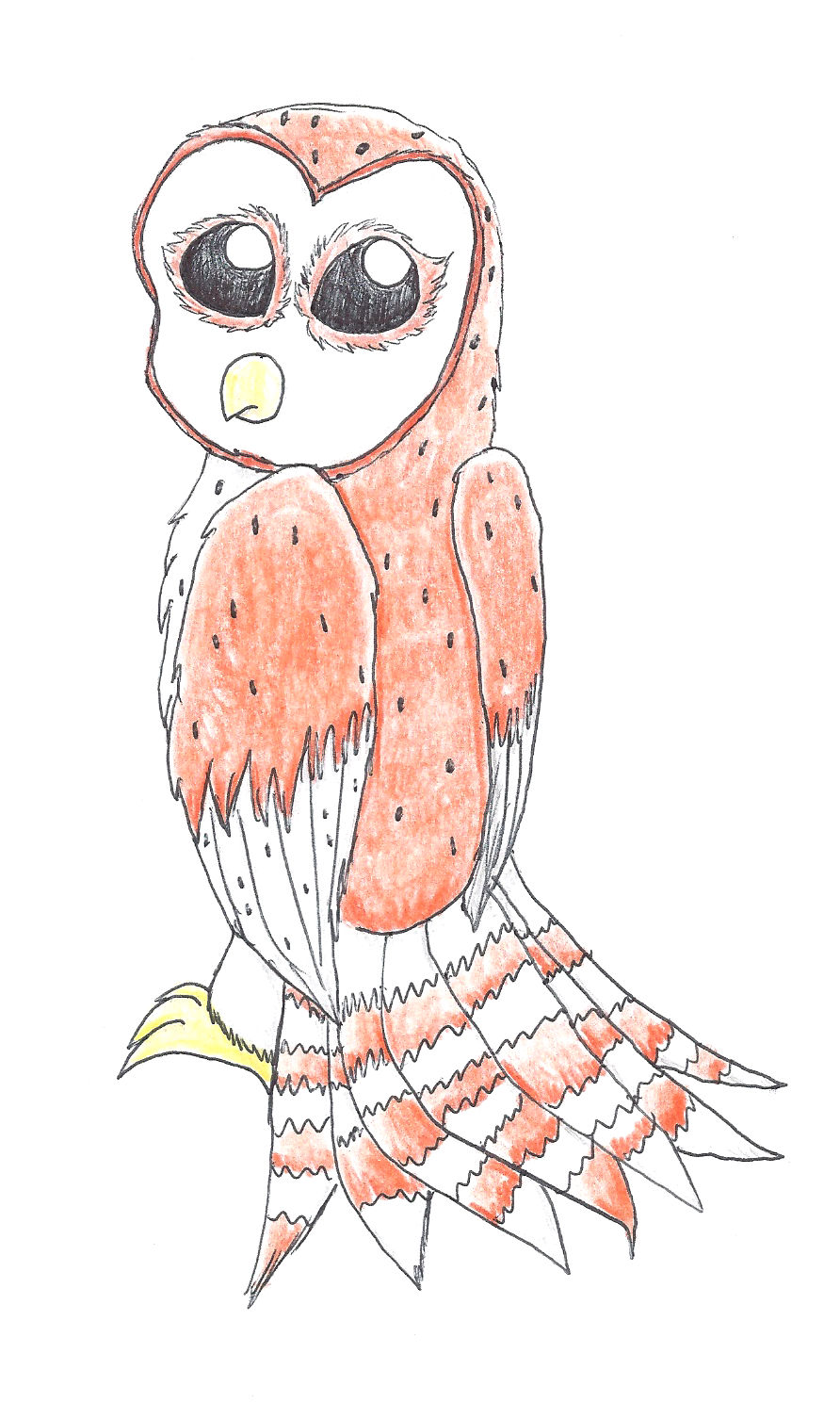 Drawing of Barn Owl