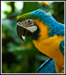 Blue and Gold Macaw by justfrog