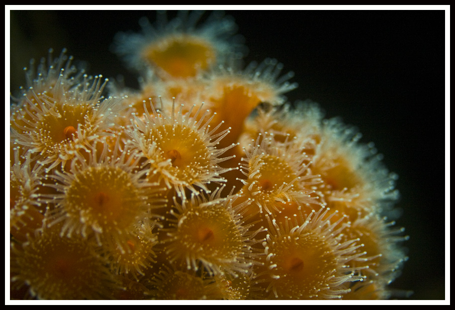 Anemone 3