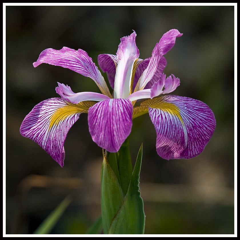 Iris