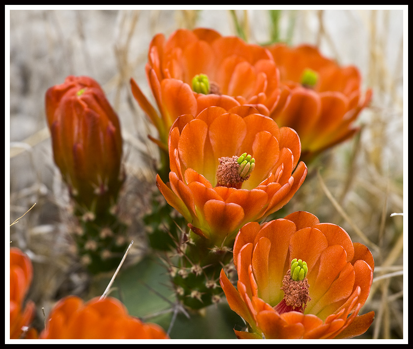 Cactus Flower