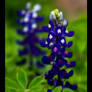 Bluebonnets