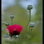 Poppy Dreams