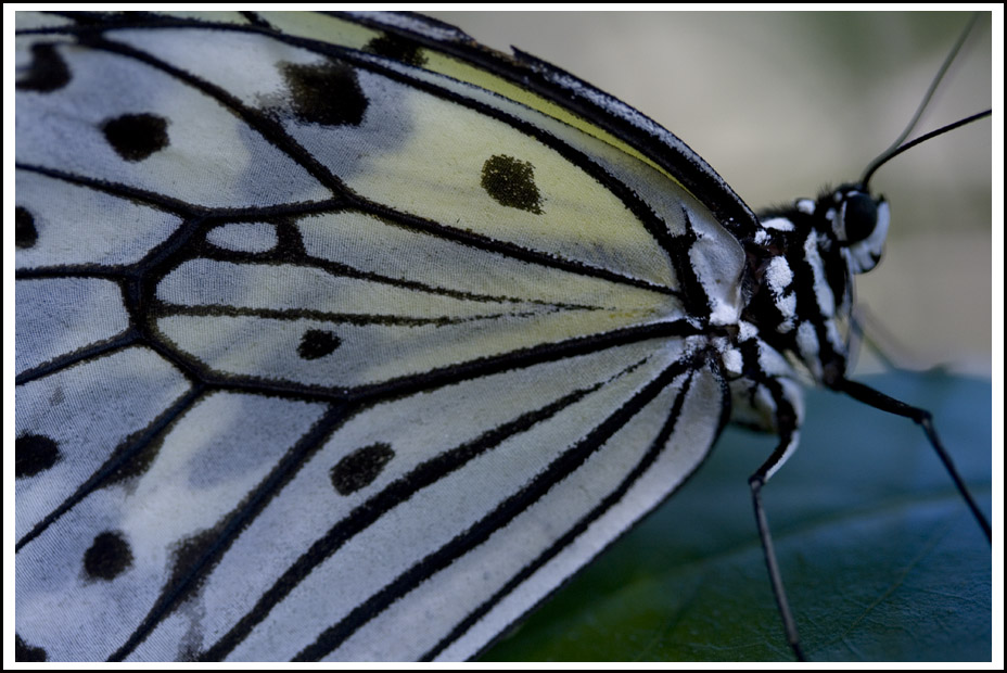 Zebra Butterfly