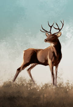 Stag Photostudy