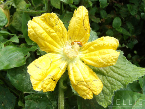 Yellow Flower + Bug