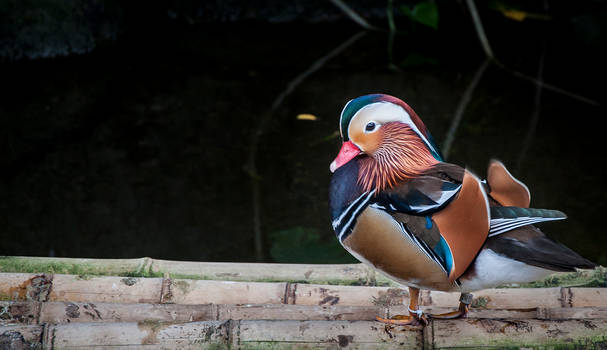 Duck on a raft