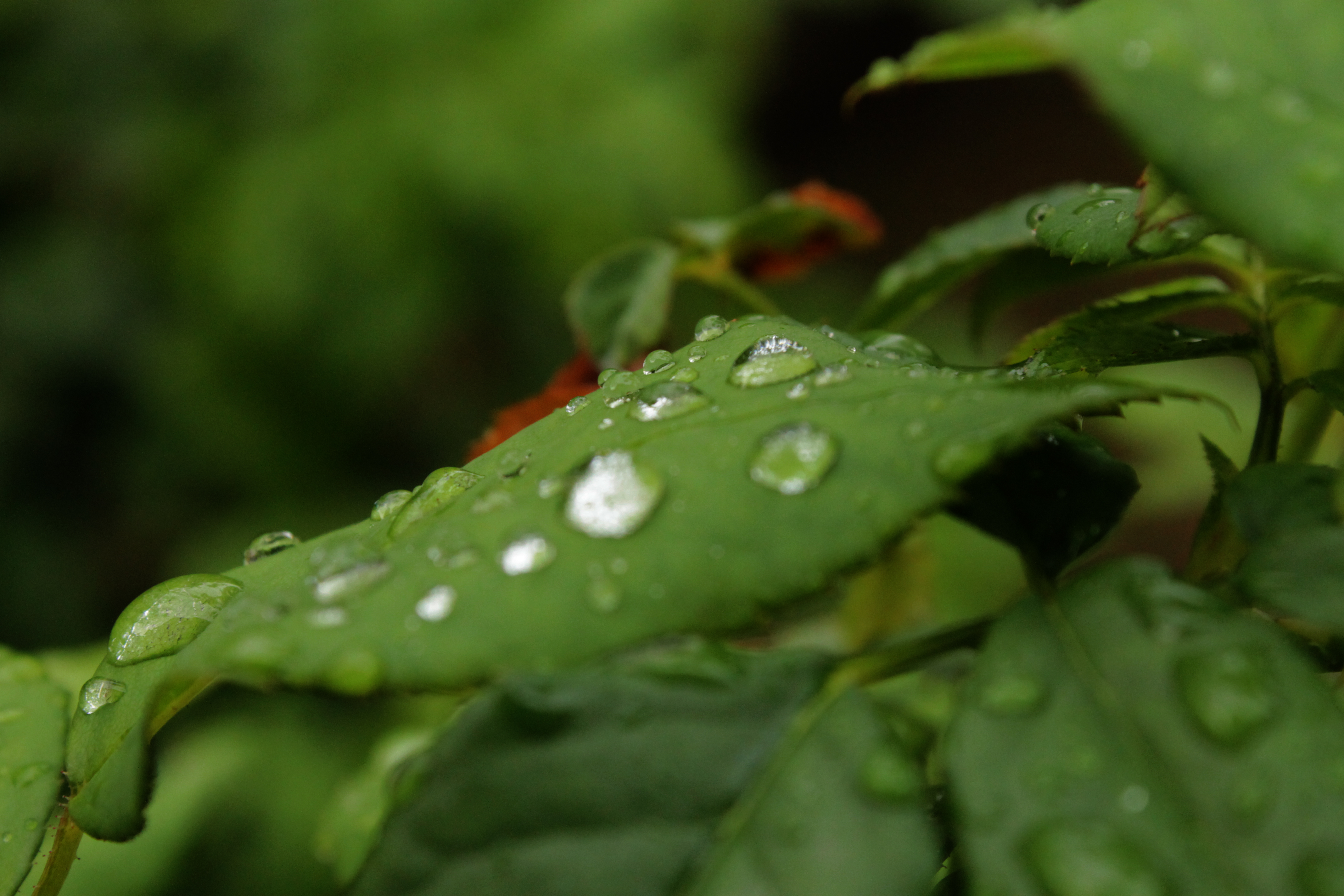 Green Leaf - Rain Drops