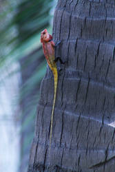 Oriental garden lizard