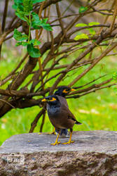 Common Myna - Bird