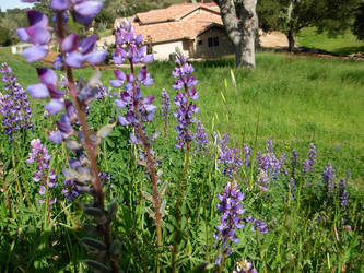 Lupines 1