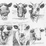 Cow Series