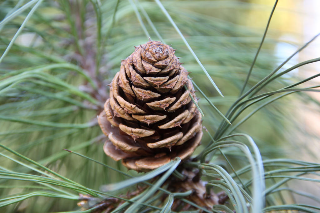 Pinus ponderosa cone