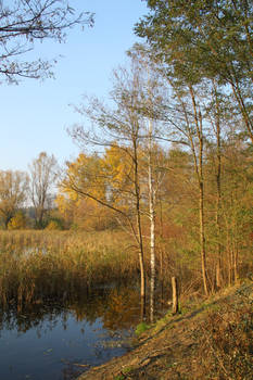 Tree and Lake