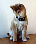 Shiba inu by samooni