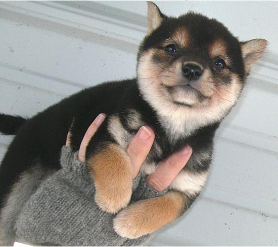 Cute Black Shiba By Samooni On Deviantart Cute Black Shiba By Samooni On Deviantart