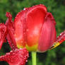 drops on a tulip