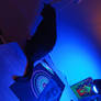 under the blacklight