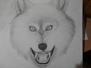 Growling wolf