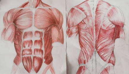 Muscles of the torso and the back