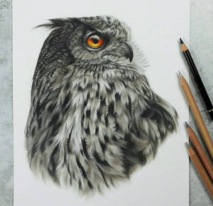 Proud owl